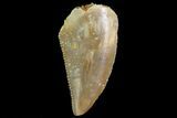 Serrated Raptor Tooth - Morocco #69559-1